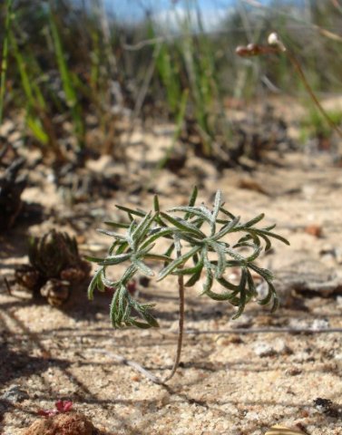 Pelargonium reflexum